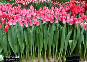 Tulipa Pink Stone (1)