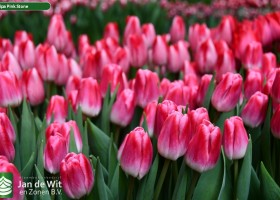 Tulipa Pink Stone (2)