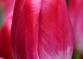 Tulipa Pink Stone (3)