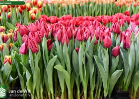 Tulipa Podcast (1)