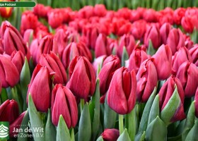 Tulipa Podcast (2)