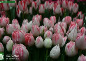 Tulipa Ranomi (2)