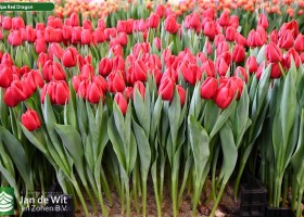 Tulipa Red Dragon (1)