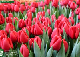 Tulipa Red Dragon (2)