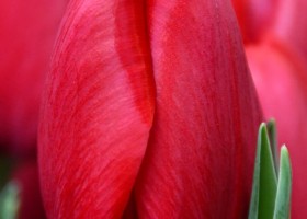 Tulipa Red Dragon (3)