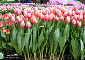 Tulipa Russian Princess (1)