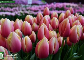 Tulipa Russian Princess (2)