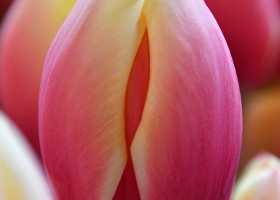Tulipa Russian Princess (3)