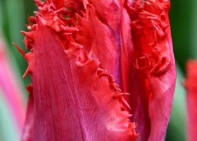 Tulipa San Giovanni (3)