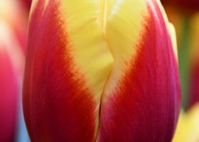 Tulipa Sante (3)