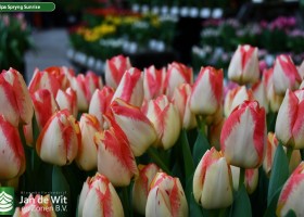 Tulipa Spryng Sunrise (2)