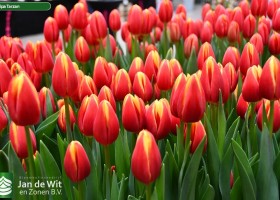 Tulipa Tarzan (2)