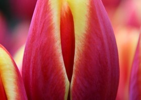 Tulipa Tarzan (3)
