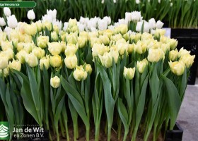 Tulipa Verona Ice (1)