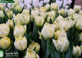 Tulipa Verona Ice (2)