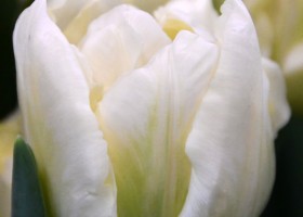 Tulipa Verona Ice (3)