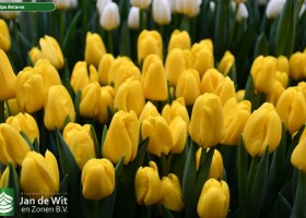 Tulipa Antares (2)