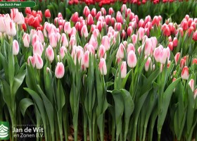 Tulipa Dutch Pearl (1)