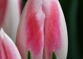 Tulipa Dutch Pearl (3)
