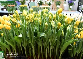 Tulipa Gold Race (1)