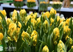 Tulipa Gold Race (2)