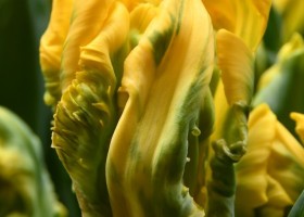 Tulipa Gold Race (3)
