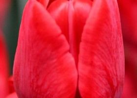 Tulipa Ile d'Amour (3)