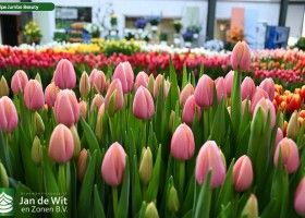 Tulipa Jumbo Beauty (2)