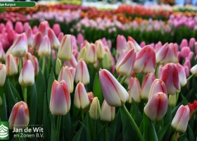 Tulipa Kunyun (2)