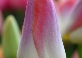 Tulipa Kunyun (3)