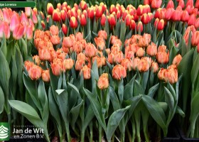 Tulipa Lorenzo (1)