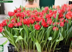 Tulipa Magic Price (1)