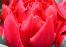 Tulipa Magic Price (3)