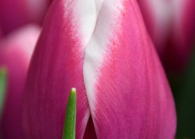 Tulipa Outlook (3)
