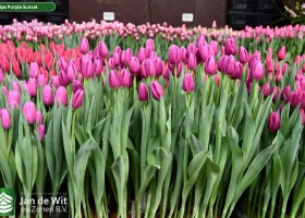 Tulipa Purple Sunset (1)