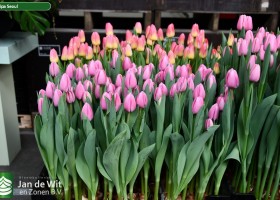 Tulipa Seoul (1)