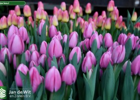 Tulipa Seoul (2)