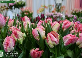 Tulip Trade Event, added to our assortment