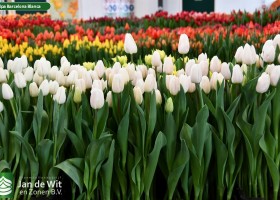 Tulipa Barcelona Blanca (1)