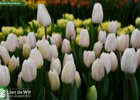 Tulipa Barcelona Blanca (2)