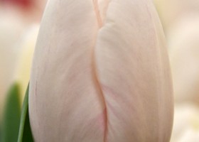 Tulipa Barcelona Blanca (3)