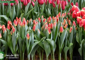 Tulipa Beauty Flight (1)