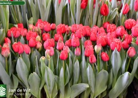 Tulipa Bendigo (1)