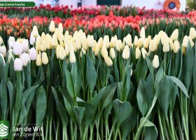 Tulipa Creme Fraiche (1)