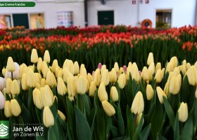 Tulipa Creme Fraiche (2)