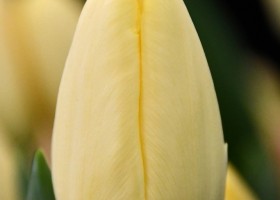 Tulipa Creme Fraiche (3)