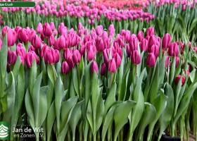 Tulipa Crush (1)