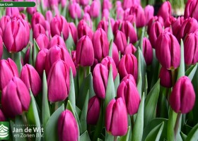 Tulipa Crush (2)
