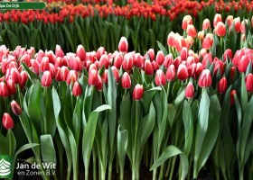 Tulipa De Dijk (1)