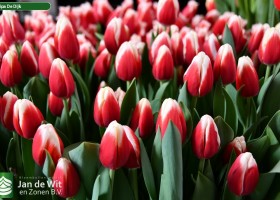 Tulipa De Dijk (2)